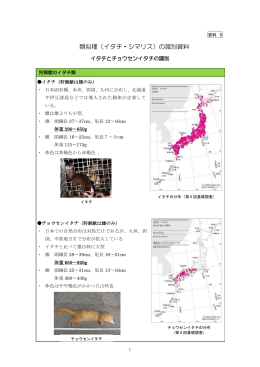 類似種（イタチ・シマリス）の識別資料