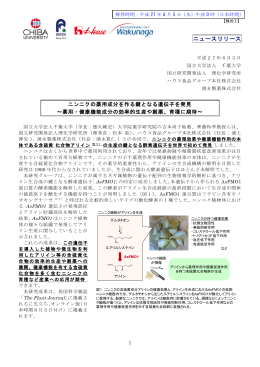 ニンニクの薬用成分を作る鍵となる遺伝子を発見