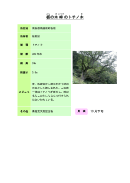栃の木峠のトチノ木（PDF形式 162キロバイト）