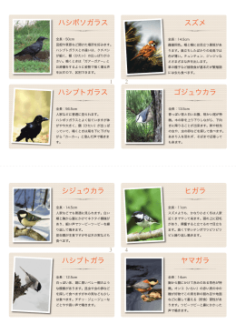 ハシブトガラ シジュウカラ ヤマガラ ヒガラ ハシボソガラス ゴジュウカラ