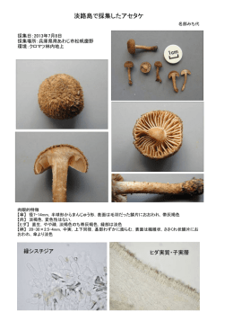 縁シスチジア ヒダ実質・子実層