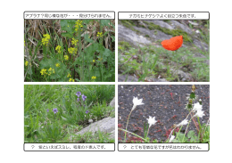 アブラナ？同じ様な花が・・・見分けられません。 ナガミヒナゲシ？よく