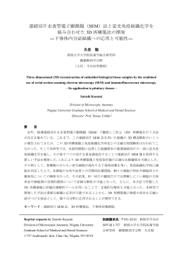 連続切片走査型電子顕微鏡（SEM）法と蛍光免疫組織化学を