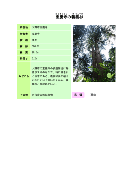 20奥越：宝慶寺の義雲杉（PDF形式 150キロバイト）