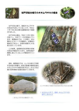 谷戸沢処分場でのオオムラサキの保全【PDF：296KB】