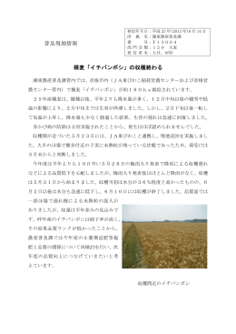 「イチバンボシ」の収穫終わる（PDF：355KB）