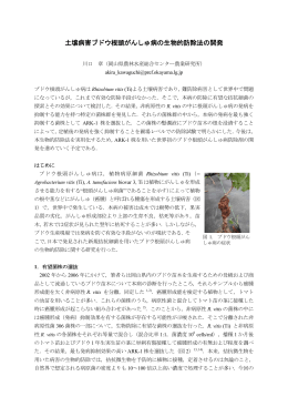 土壌病害ブドウ根頭がんしゅ病の生物的防除法の開発