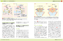 心不全時の&beta;受容体シグナル伝達障害と 心筋細胞内Ca2＋ハンドリング