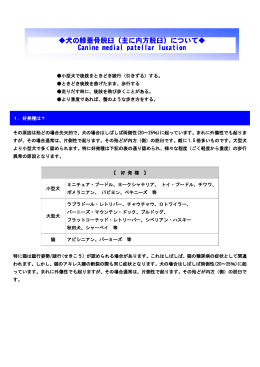 犬の膝蓋骨脱臼（主に内方脱臼）について   Canine medial patellar