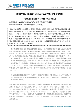 清楚で凛と咲く花 花しょうぶがもうすぐ見頃