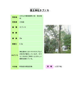 28若狭：信主神社タブノキ（PDF形式 156キロバイト）