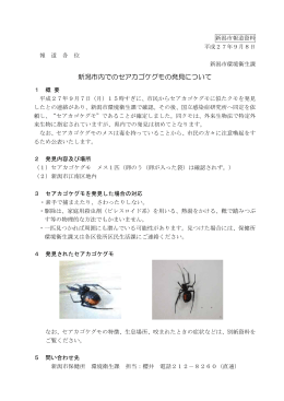 新潟市内でのセアカゴケグモの発見について