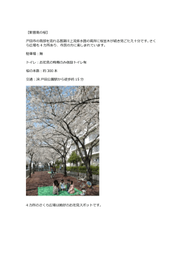 【新曽南の桜】 市の南部を流れる菖蒲川上流排  路の両岸に桜並  が続き
