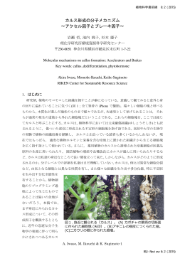 カルス形成の分子メカニズム 〜アクセル因子とブレーキ因子〜