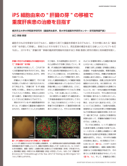 iPS細胞由来の&ldquo;肝臓の芽&rdquo;