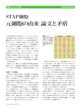 STAP細胞 元細胞の由来 論文と矛盾