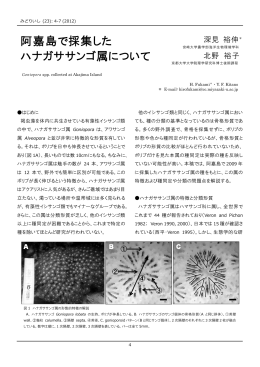 阿嘉島で採集した ハナガササンゴ属について