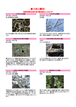 春（3月に開花）