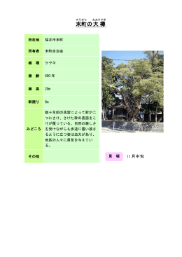27福井：末町の大欅（PDF形式 121キロバイト）
