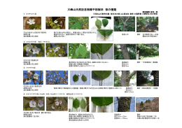 橡平桜樹林天然記念物の種類（pdf）
