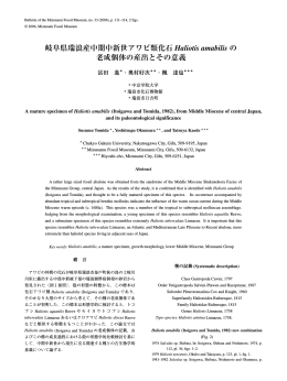 岐阜県瑞浪産中期中新世アワビ類化石 Haliotis amabilis の