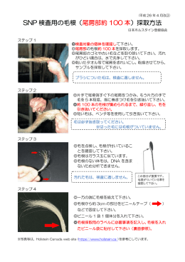 SNP 検査用の毛根（ 尾房部約 100 本 ）採取方法