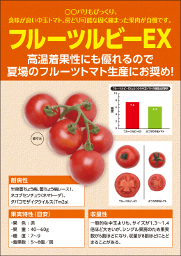 高温着果性にも優れるので 夏場のフルーツトマト生産にお奨め！