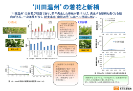 `川田温州`の着花と新梢（PDF：306KB）