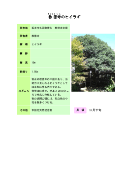 8福井：教徳寺のヒイラギ（PDF形式 156キロバイト）