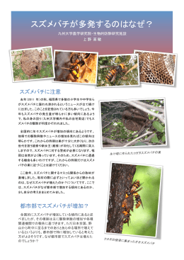 スズメバチが多発するのはなぜ？ - 九州大学・農学研究院・生物資源