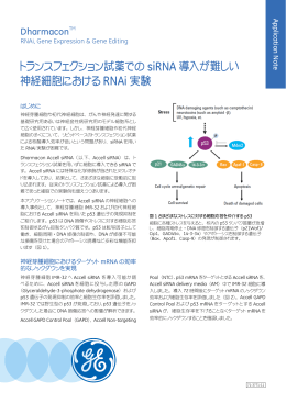 神経細胞におけるAccell siRNAを用いたRNAi実験