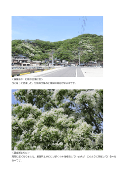 ＜展望所下：旧祭り会場付近＞ 白くなってきました。左側の民家の上は