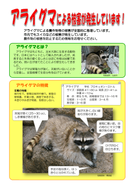 アライグマとは？ アライグマの特徴