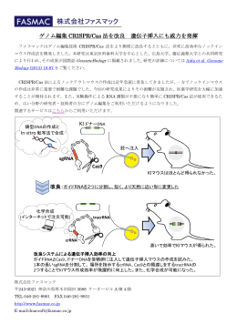 ゲノム編集 CRISPR/Cas法を簡便化 ノックインマウス作成
