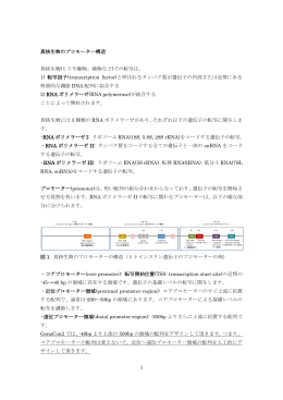 1 真核生物のプロモーター構造 真核生物(ヒトや動物、植物など)での転写