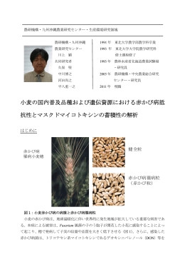 小麦の国内普及品種および遺伝資源における赤かび病抵 抗性とマスクド