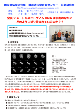 全長 2 メートルのヒトゲノム DNA は細胞のなかに どのように折り畳まれ