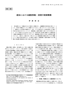 線虫における細胞移動・浸潤の制御機構