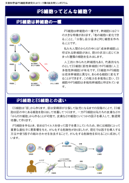 iPS細胞基礎コーナー