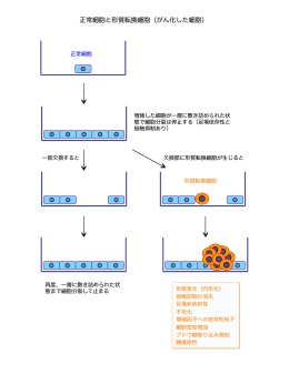 正常細胞と形質転換細胞（がん化した細胞）