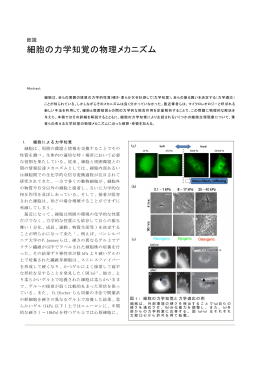細胞の力学知覚の物理メカニズム