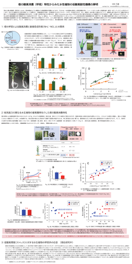 根の酸素消費（呼吸）特性からみた水性植物の低酸素耐性機構の解明