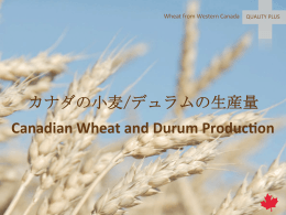 カナダの小麦/デュラムの生産量 Canadian Wheat and Durum