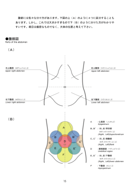 腹部には色々な分け方があります。下図の上（A）のように4つに区分する