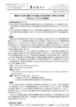 細胞内で目的の遺伝子の位置と活性を同時に可視化する技術 (ROLEX