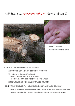 松枯れの犯人マツノマダラカミキリ幼虫を捕まえる