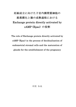 妊娠成立に向けた子宮内膜間質細胞の 脱落膜化と腺の