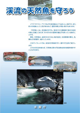 渓流の天然魚を守ろう 渓流の天然魚を守ろう