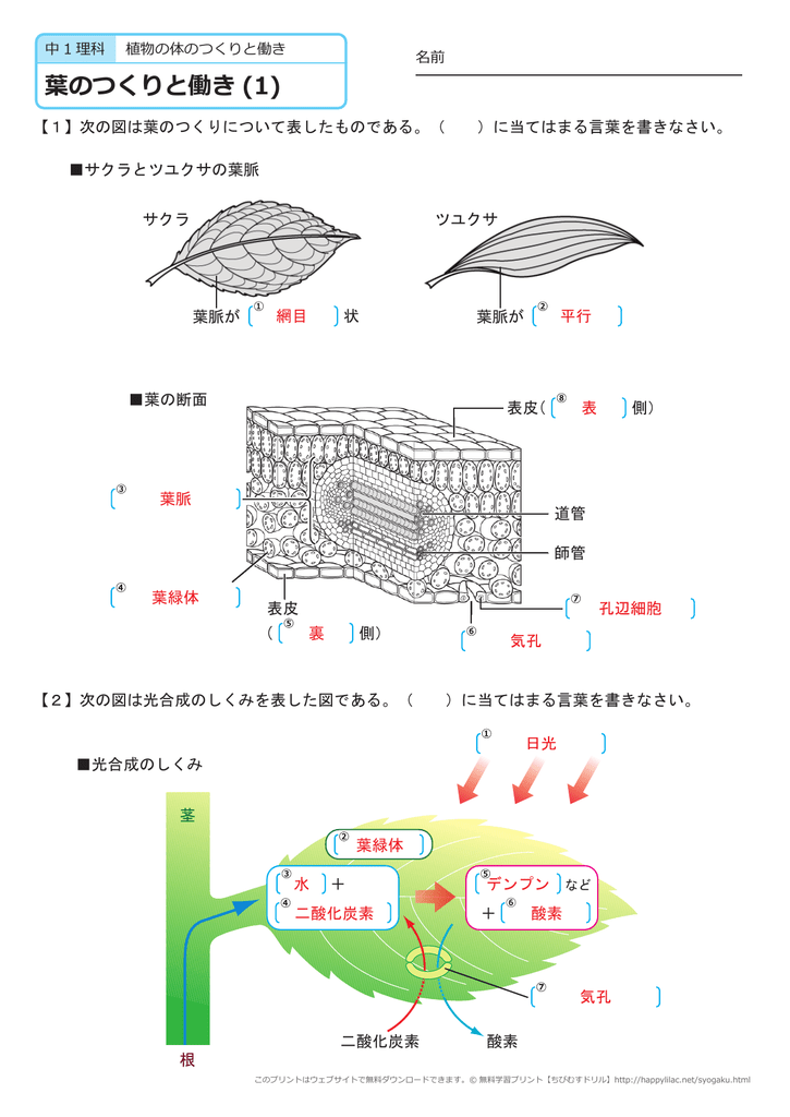 葉のつくりと働き 1