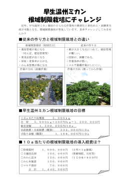 早生温州ミカン 根域制限栽培にチャレンジ